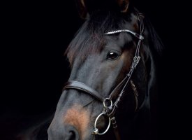 Gentle bridle