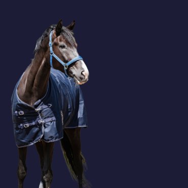 Hest