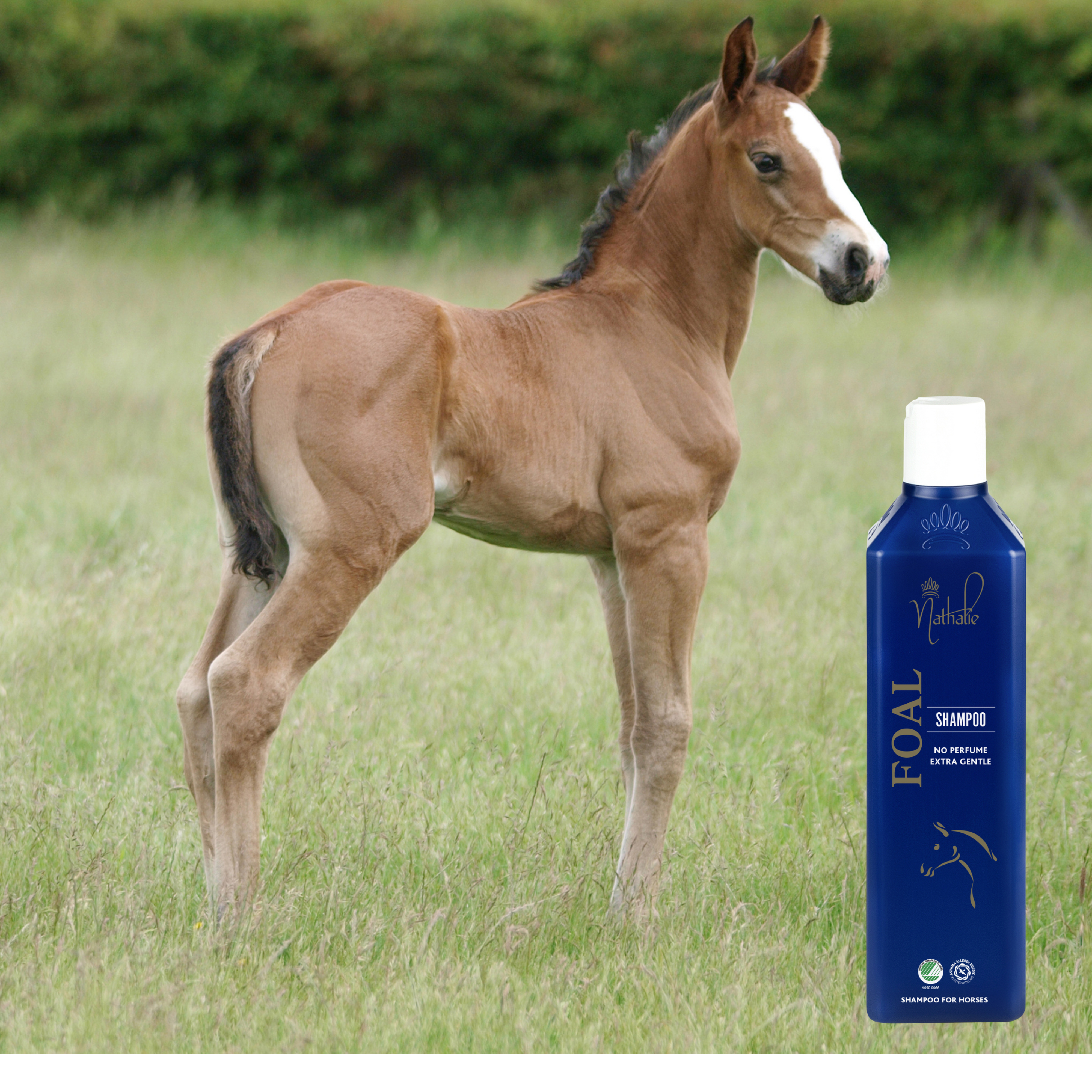 Nathalie Foal Shampoo