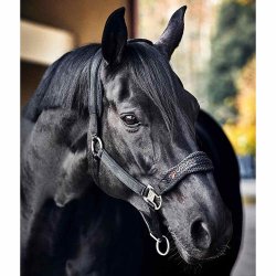 Catago FIR-Tech Grime