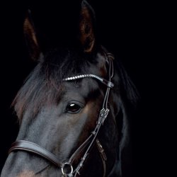 CATAGO Gentle Pandebnd