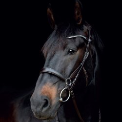 CATAGO Gentle Nsebnd