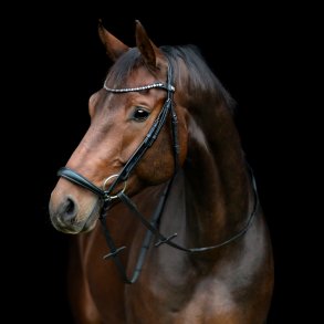 HorseGuard Cryll 25.2 med hannoveransk nsebnd