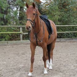 STAR L�der Martingal  Full