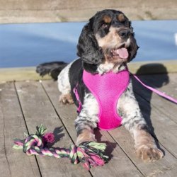 Hundelegetjs reb Vixen