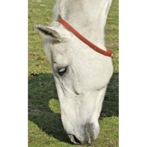 Insekt halsbnd til hesten